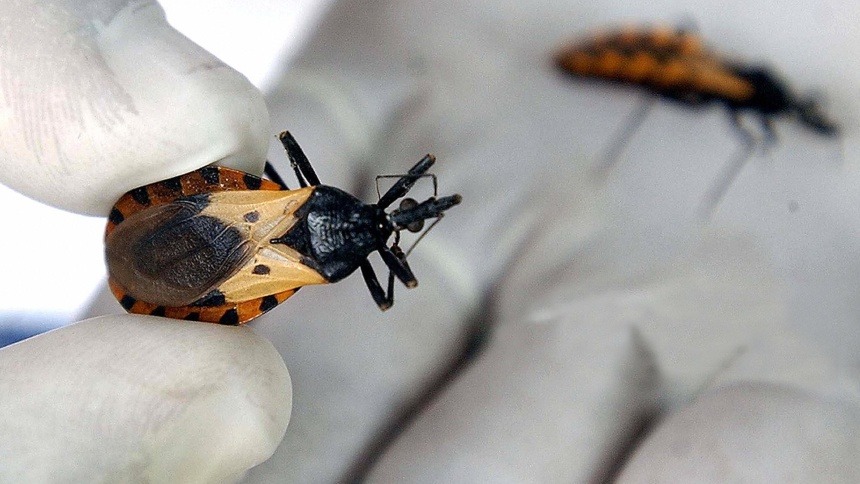 Colegio de Médicos advierte sobre infecciones de mal de Chagas por vía oral a través de jugos artesanales contaminados