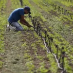 Venezuela proyecta cerrar el año con 900 mil toneladas de hortalizas