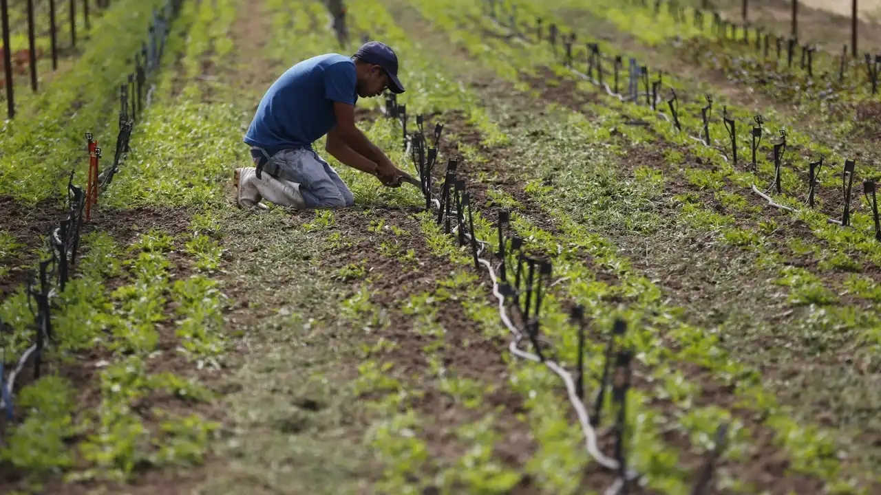 Venezuela proyecta cerrar el año con 900 mil toneladas de hortalizas