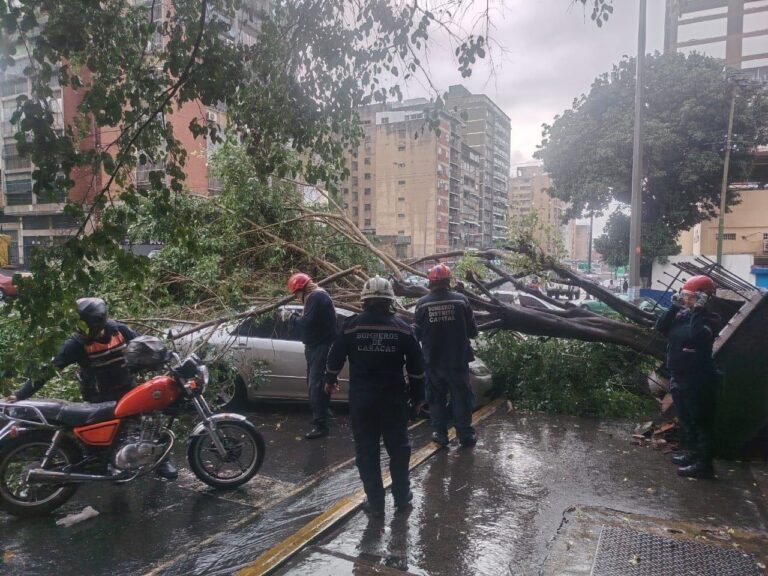 Árbol de 8 metros cede y cae sobre dos vehículos en la Av. Panteón sin dejar lesionados