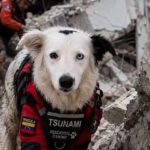 El escultor Josué Benjamín rinde homenaje a Tsunami, el perro rescatista de La Guaira