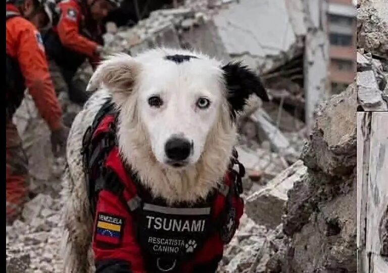 El escultor Josué Benjamín rinde homenaje a Tsunami, el perro rescatista de La Guaira