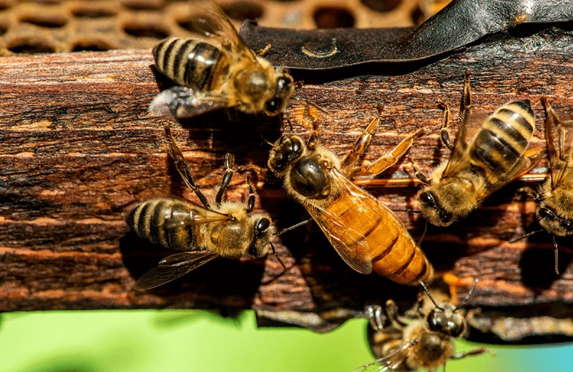 Feromonas de una abeja reina tropical deciden si las hijas se quedan a su lado de obreras