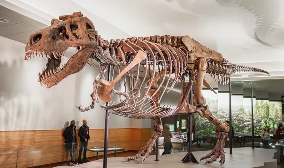 El Tyrannosaurus rex era de sangre caliente y se sabe por sus dientes, revelan investigadores